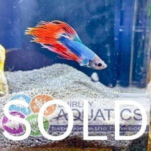 Fire & Ice Crown Tail Betta
