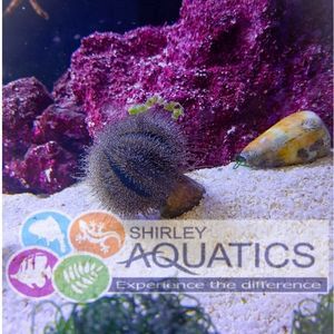 Globular Sea Urchin Mespilia globulus