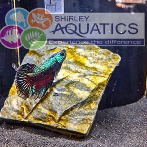 Metallic Smoke Veil Tail Betta