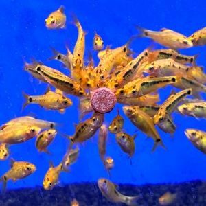 Fish Feeding