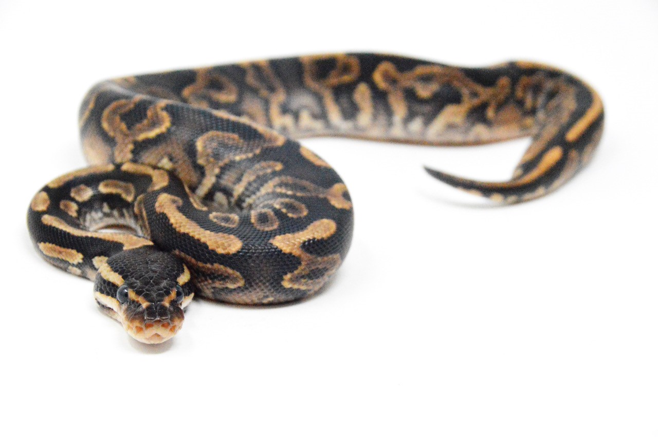 Five of the Best Royal Python Owner Stories - Shirley Aquatics