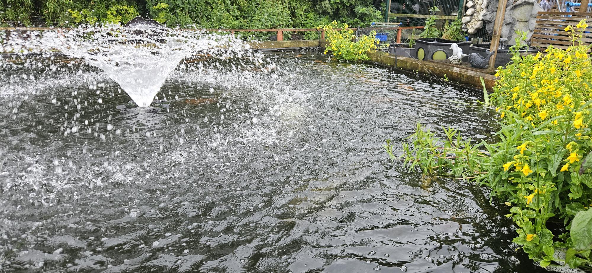 Clear koi pond after using the Clear Pond Pro Pack cloudy pond water treatment kit