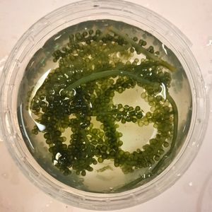 Grape Algae - Caulerpa lentillifera