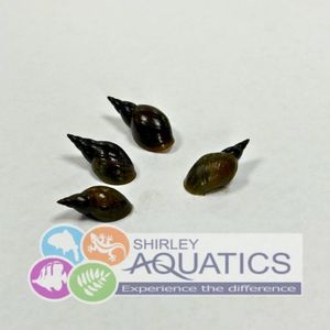 Pond Snails
