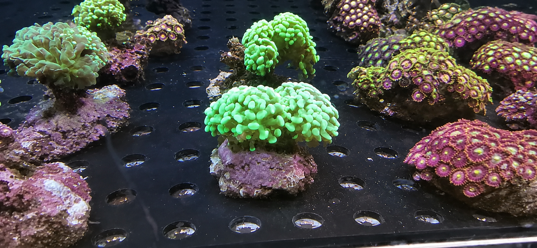 A bright green Euphyllia hammer coral in a Shirley Aquatics system