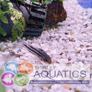 Corydoras nanus