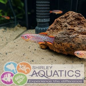 Gardneri Killifish (Fundulopanchax gardneri)