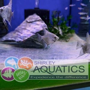 Jaguar Angelfish - Pterophyllum Scalare