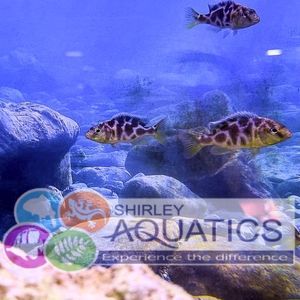 Venustus Hap (Nimbochromis venustus)