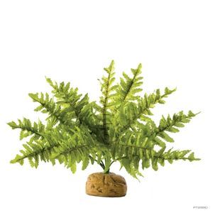 Exo Terra Boston Fern Small